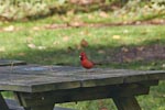 A Cardinal that paid us a visit in the picnic area. &Unfortunately, I didn't have my long lens to get a closer view.