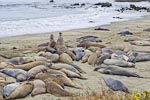 Elephant Seals.