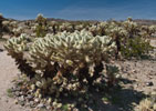Cholla Forest
