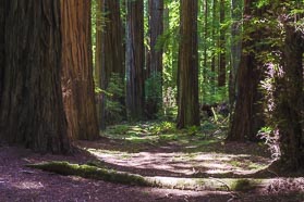 Redwoods State and National Parks